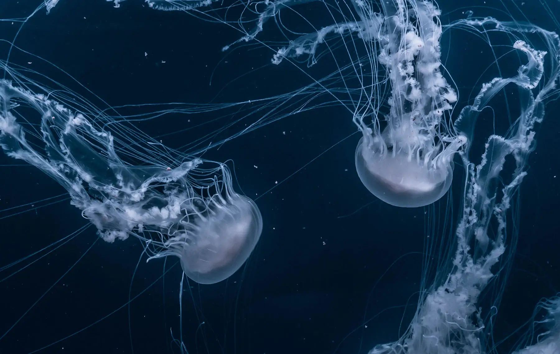 We encountered a jellyfish paradise